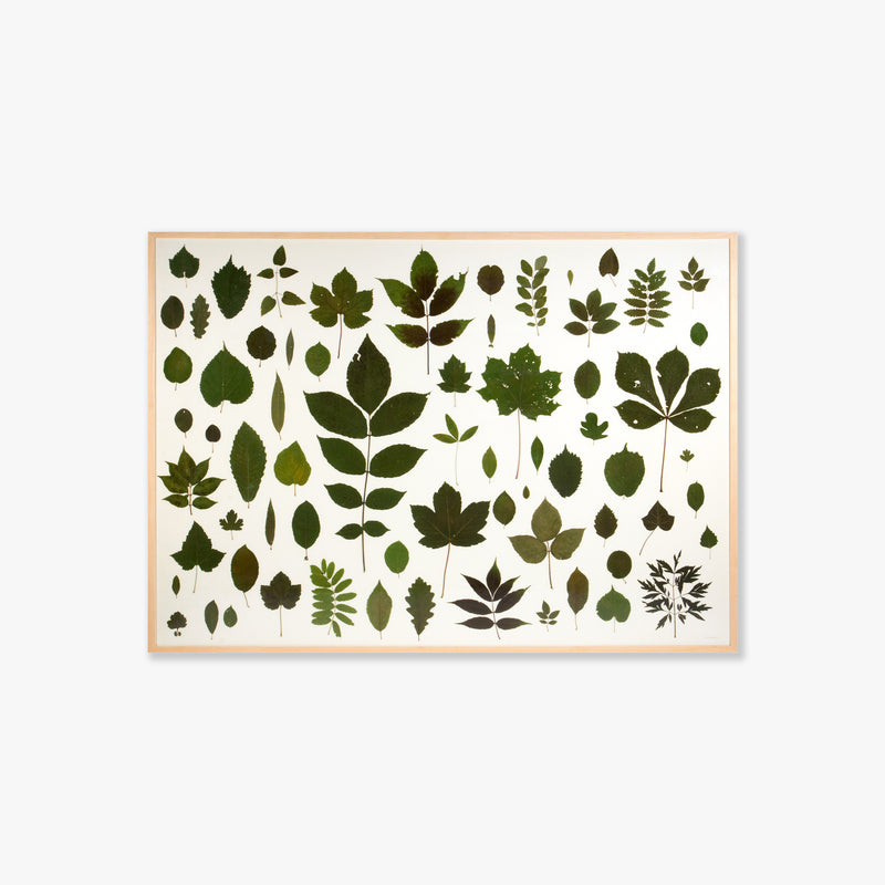 blätter aus dem nördlichen steigerwald