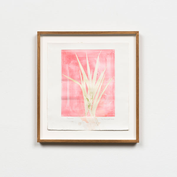 Poaceae