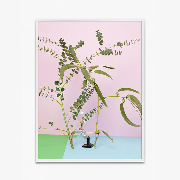 Eukalyptus