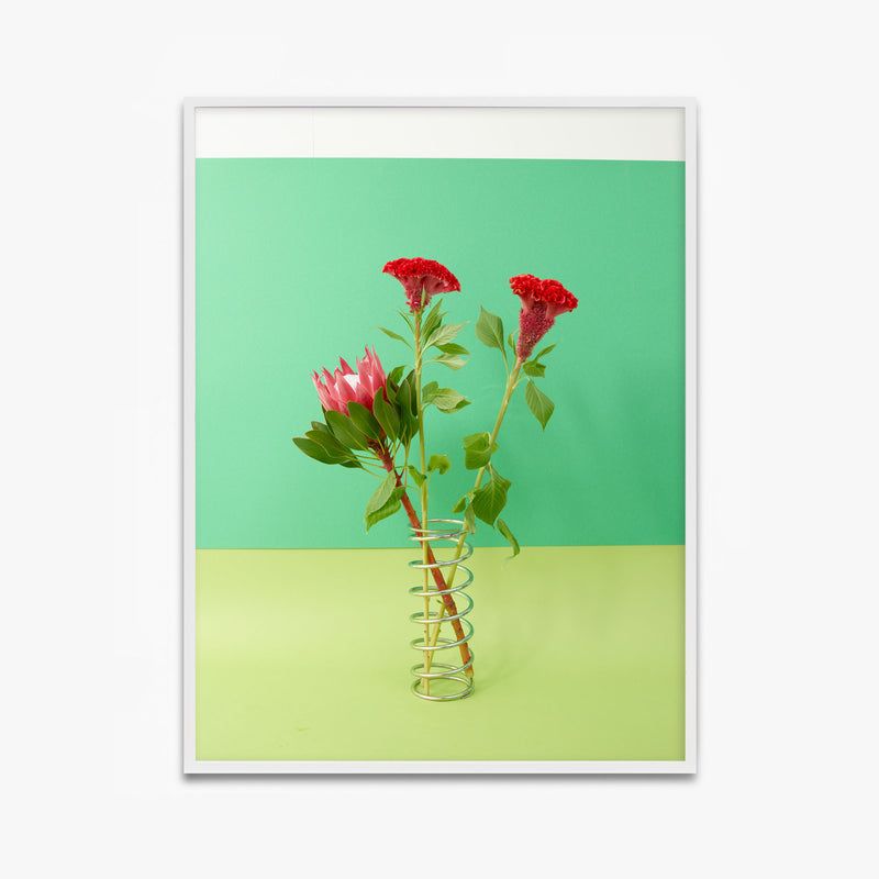 Coxcomb Red