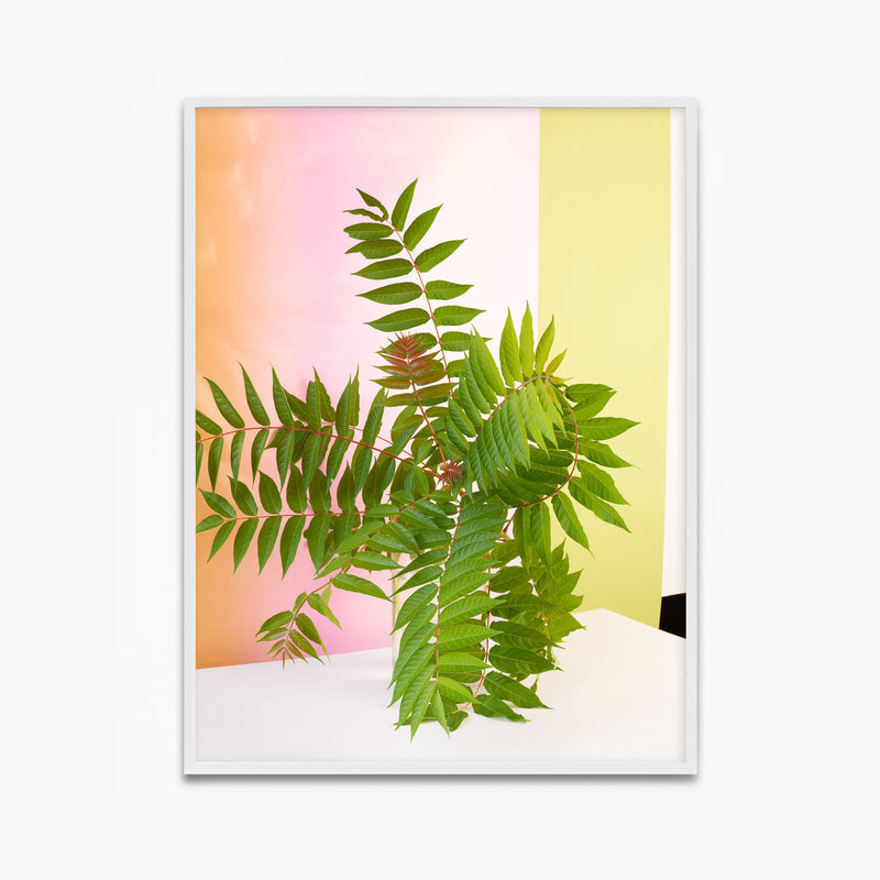Sumach / Essigbaum